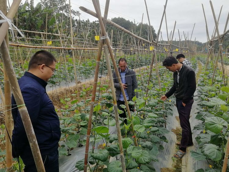 青瓜苗莫名干裂壞死急壞農戶 三亞農技專家實地“把脈開方” 農業技術研究