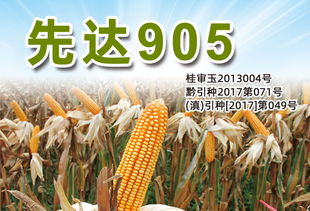 產(chǎn)品 三北種業(yè) sanbeiseed 種子,玉米種子,種業(yè)公司,高產(chǎn)栽培,農(nóng)業(yè)技術(shù)